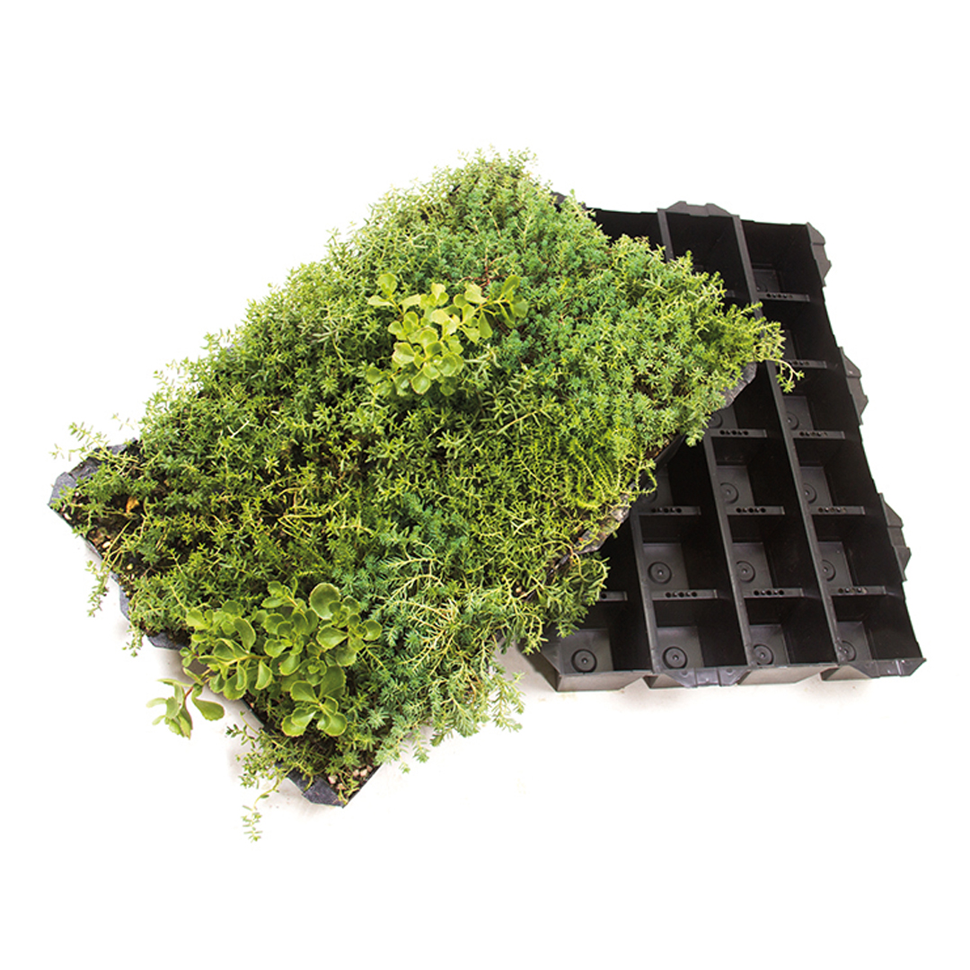 PR_INSTANT_SEDUM_Sedum_1080x1080